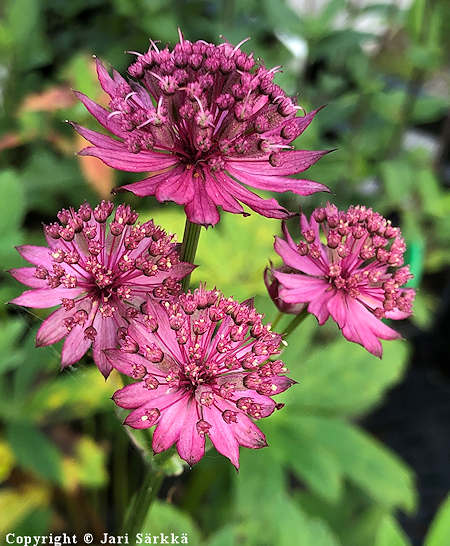 Astrantia major 'Capri', isothtiputki